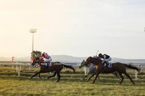 Galoppo_Chilivani_2017_ (47)